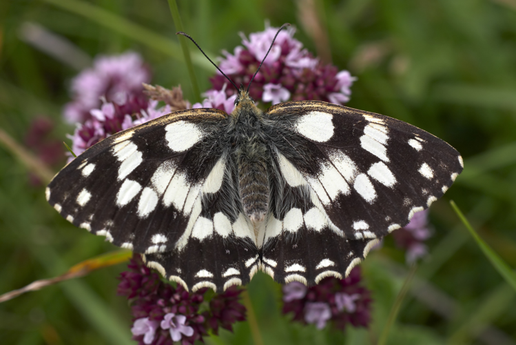 Melanargia galathea top MichaD.jpg © Michael Apel