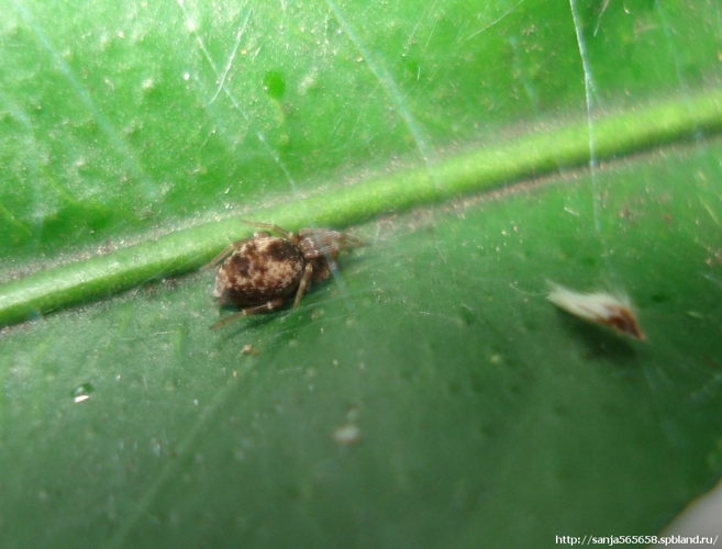 Dictyna uncinata.jpg © Sanja565658