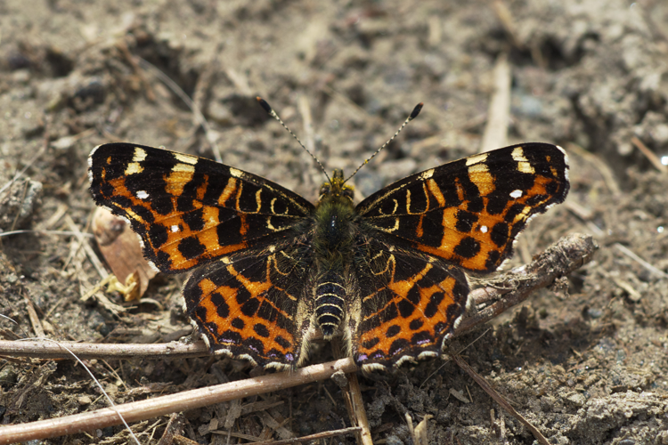 Araschnia levana LC0263.jpg © Jörg Hempel