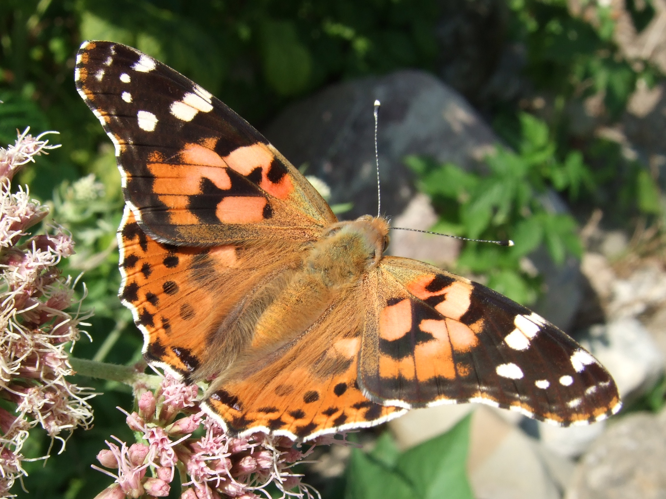 Vanessa cardui on Eupatorium02.JPG © Adrian Häusler