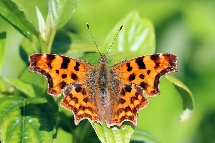 Comma butterfly (Polygonia c-album) 2.jpg © Charlesjsharp