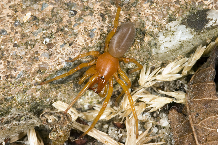 Dysdera crocata.jpg © Mvuijlst at English Wikipedia