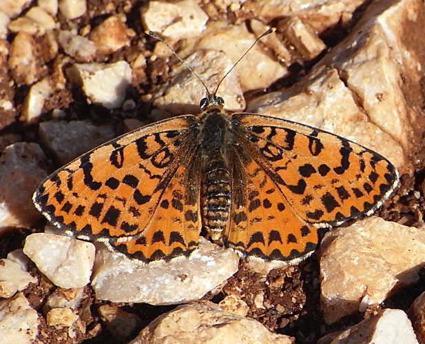 Melitaea didyma bl.jpg © Siga