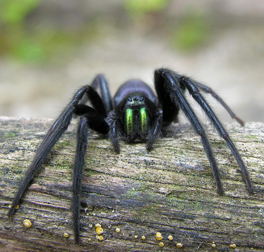 Spider cutted.jpg © Luis Miguel Bugallo Sánchez (Lmbuga Commons)(Lmbuga Galipedia)