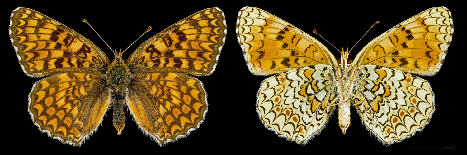 Melitaea phoebe MHNT CUT 2013 3 29 Les Vigneaux female.jpg © Didier Descouens