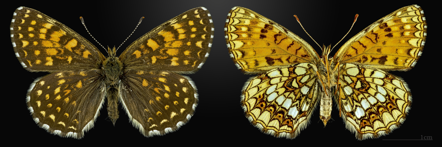 Melitaea diamina MHNT CUT 2013 3 27 Pont Gerendoine female.jpg © Didier Descouens