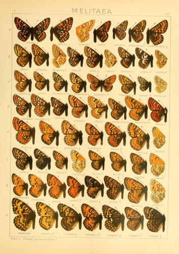 The Macrolepidoptera of the world (Taf. 65) (8145293448).jpg © Seitz, Adalbert