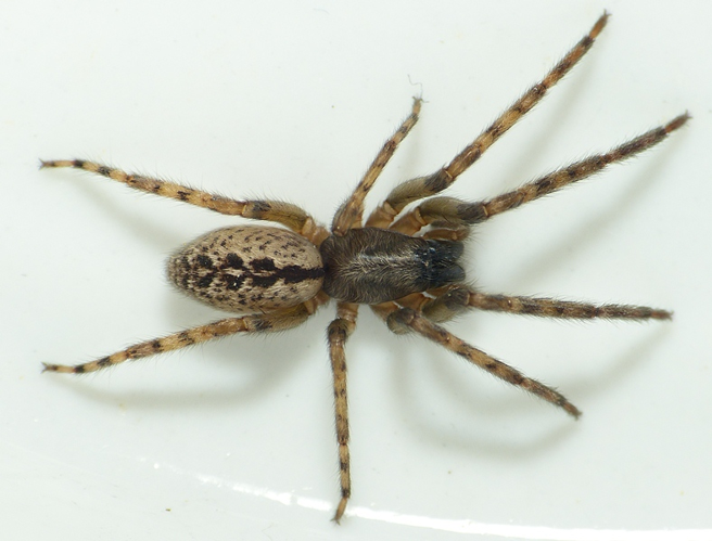 Segestria bavarica.jpg © Lymantria