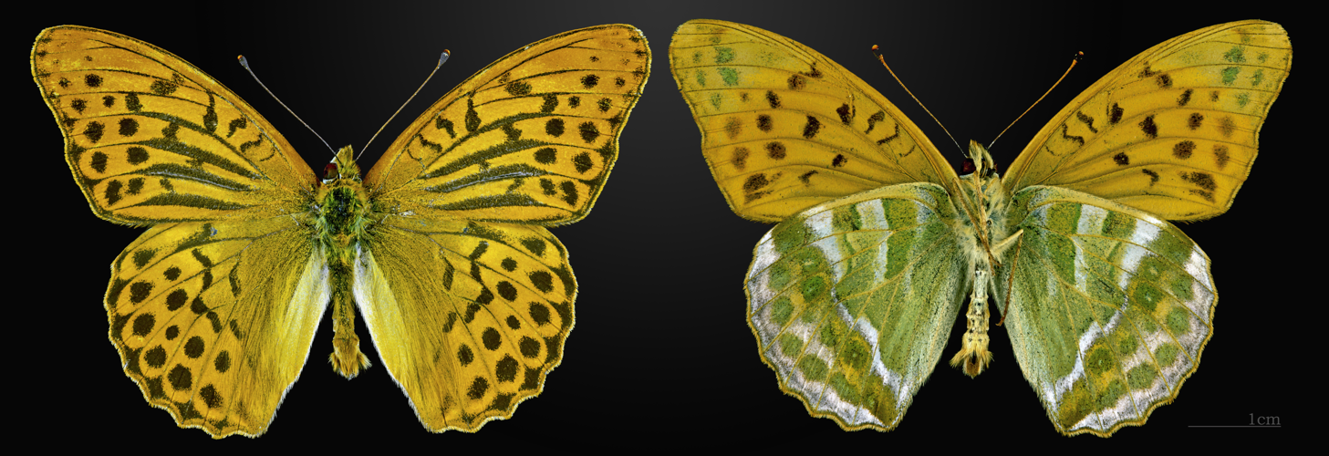 Argynnis paphia MHNT CUT 2013 3 24 PONT GERENDOINE Male.jpg © Didier Descouens