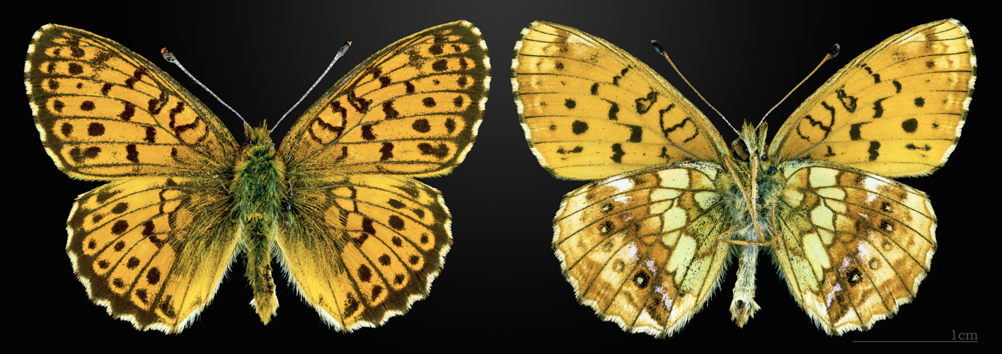 Brenthis ino MHNT CUT 2013 3 20 Espezel.jpg © Didier Descouens