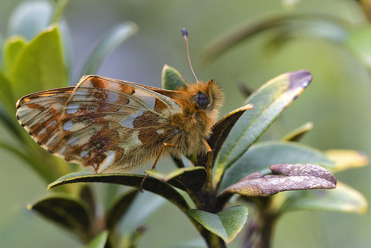 Boloria pales1.jpg © www.invertebradosdehuesca.com