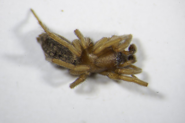 Haplodrassus dalmatensis.jpg © Zoologische Staatssammlung Muenchen