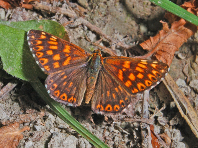 Lycaenidae - Riodininae - Hamearis lucina-1.JPG © Hectonichus