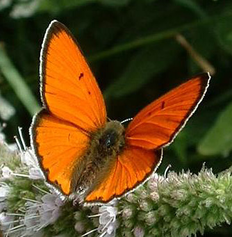 Lycaena dispar02.jpg © Jeffdelonge
