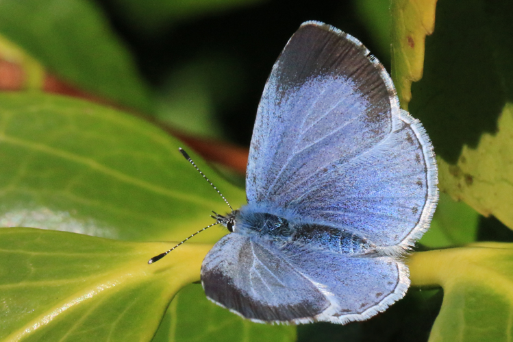 Holly blue butterfly (Celastrina argiolus) female.jpg © Charlesjsharp