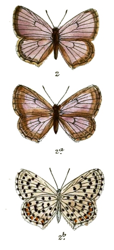 ScolitantidesBaton 640 2.jpg © Frederic Moore (text); J N Fitch (art)