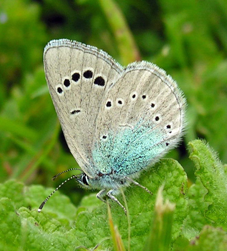 Bolboreta Mandaio (Galicia) 07-05-2006 1.jpg © Luis Miguel Bugallo Sánchez (Lmbuga Commons)(Lmbuga Galipedia)