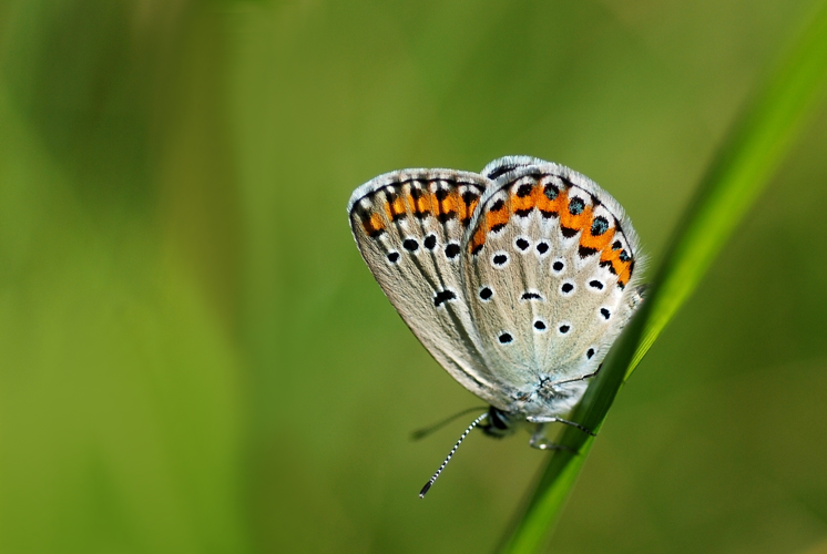 Plebejus argyrognomon (3788782816).jpg © Gilles San Martin from Namur, Belgium