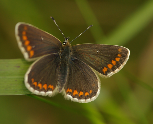 Northern brown argus 1.JPG &copy; Velela