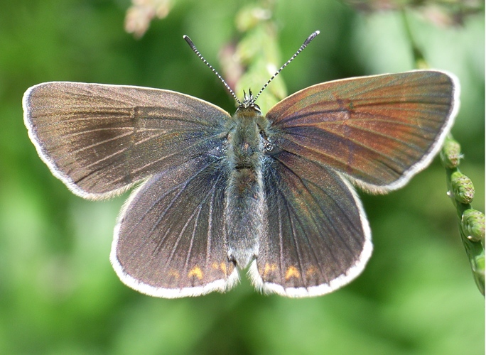Plebeius eumedon bl1.JPG © Siga