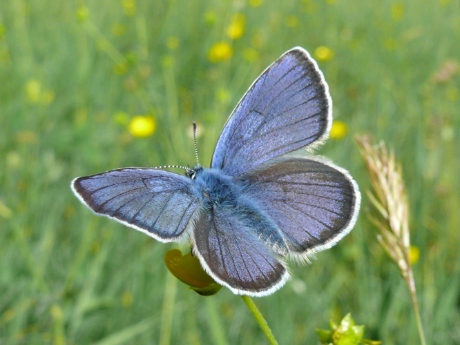 Polyommatus semiargus 03 - male (HS).jpg © Harald Süpfle