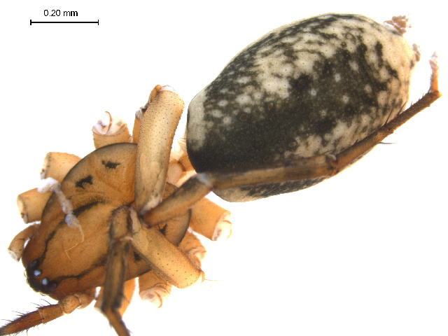 Nomisia aussereri.JPG © Gergin Blagoev, Biodiversity Institute of Ontario