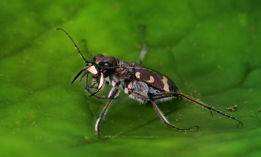 Cicindela hybrida 2 Richard Bartz.jpg © Commons