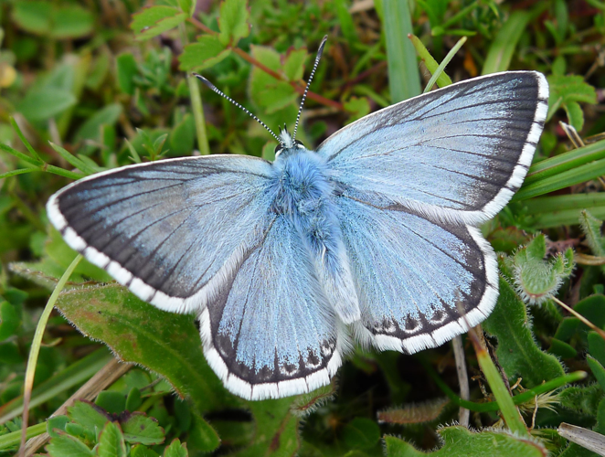 Chalkhill Blue. Polyommatus coridon. male - Flickr - gailhampshire.jpg © gailhampshire from Cradley, Malvern, U.K