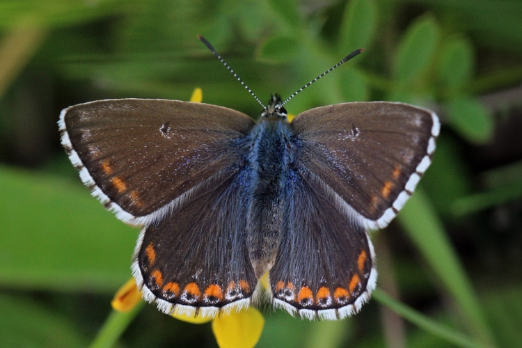 Adonis blue (Polyommatus bellargus) female.jpg © Charlesjsharp