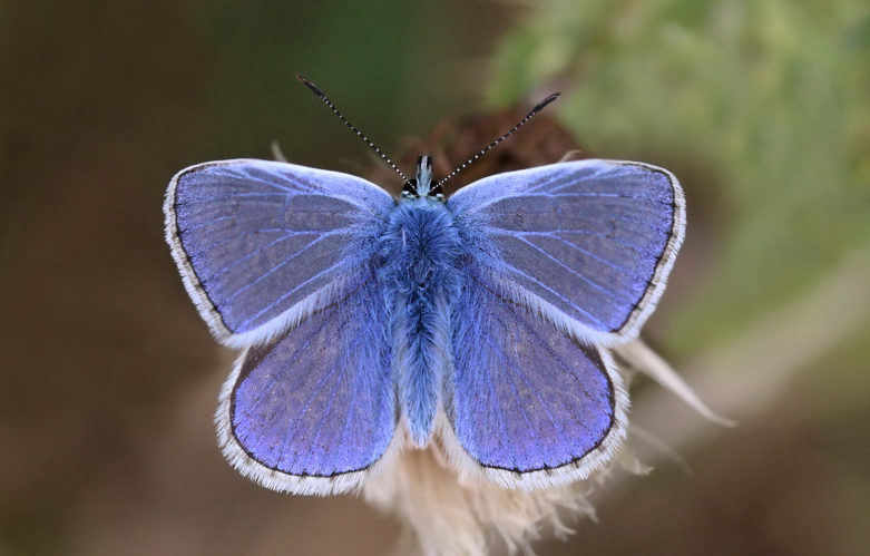 Common blue butterfly (Polyommatus icarus) male 3.JPG © Charlesjsharp