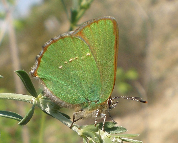Callophrys rubi revers.jpg © Joan Carles Hinojosa Galisteo