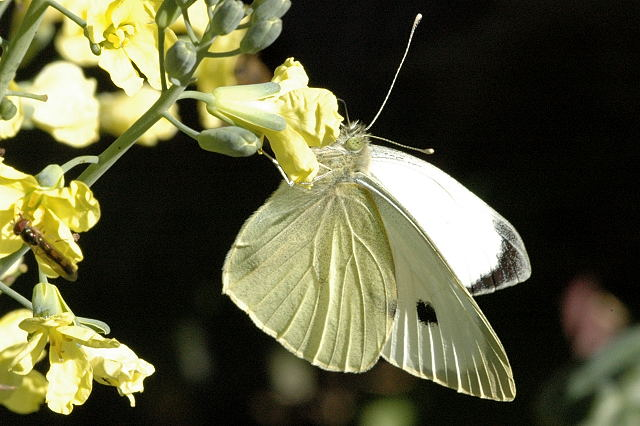 Pieris.brassicae.male.jpg © James K. Lindsey