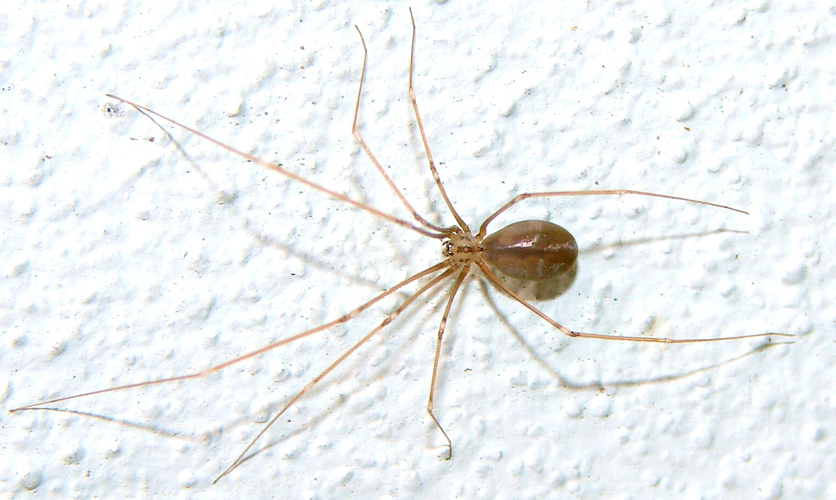Pholcus opilionoides.jpg © Ivo Antušek