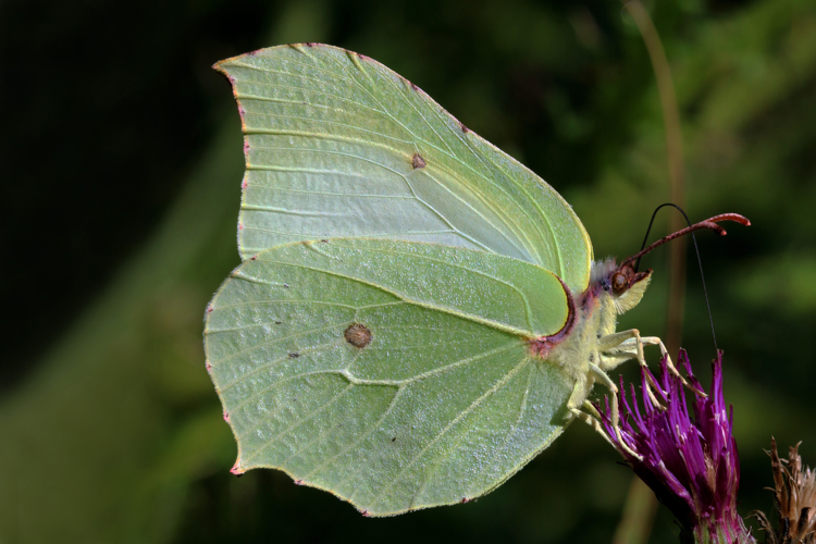 Common brimstone butterfly (Gonepteryx rhamni) male.jpg © Charlesjsharp