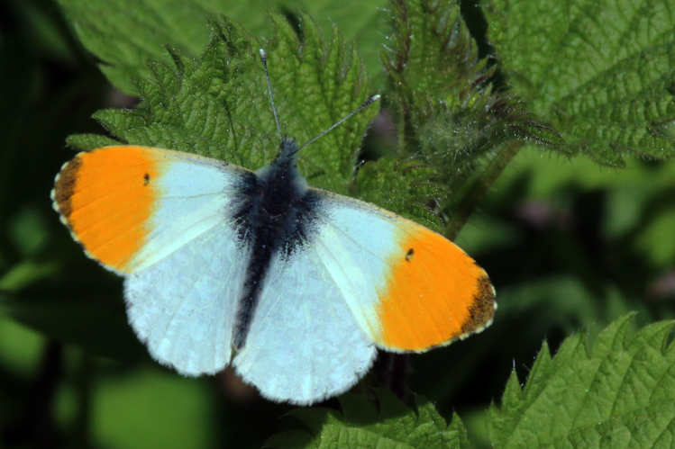 Orange Tip butterfly (Anthocharis cardamines).JPG © Charlesjsharp