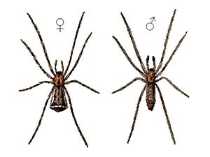 Episinus truncatus.png © Léon Becker