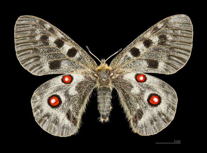 Parnassius apollo MHNT CUT 2013 3 3female Aragnouet dos.jpg © Didier Descouens