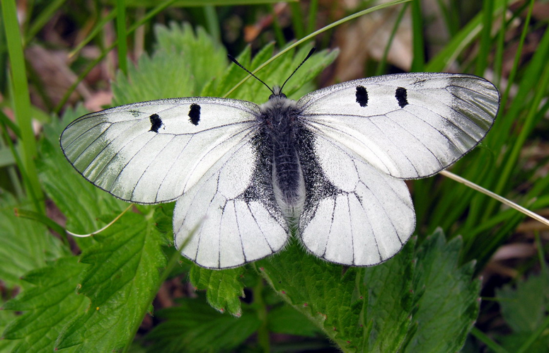 Parnassius mnemosyne3.JPG © Algirdas