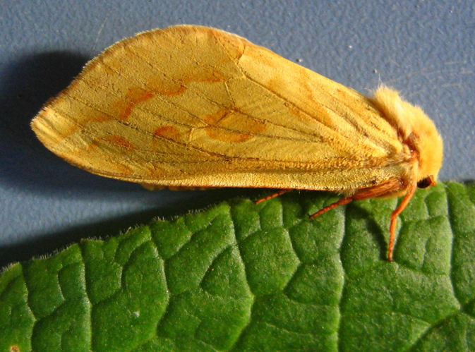 Hepialus humuli.jpg © Engeser