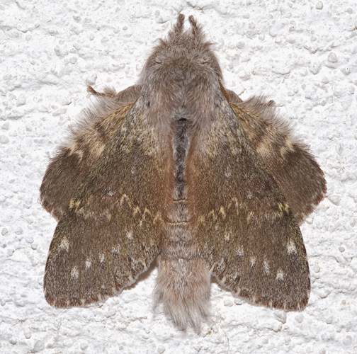 Stauropus fagi03.jpg © Kulac