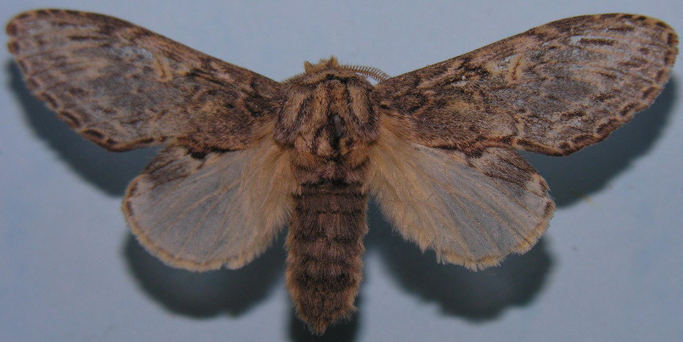 DSCN6719 resize.JPG © Algirdas