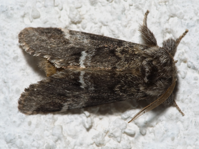 Drymonia dodonaea01.jpg © Kulac