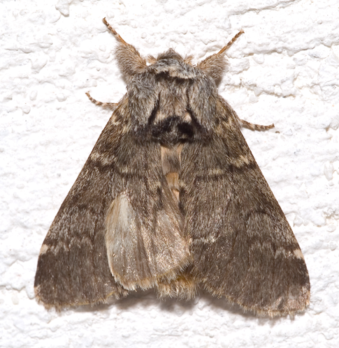Drymonia ruficornis03.jpg © Kulac