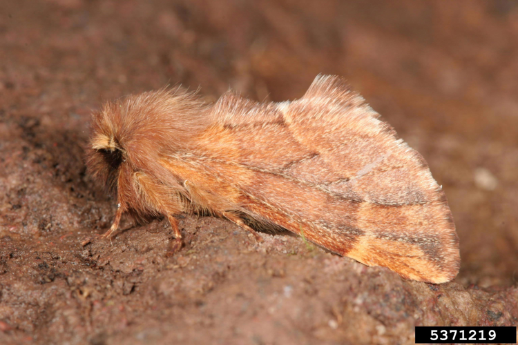 Ptilophora plumigera.jpg © Gyorgy Csoka, Hungary Forest Research Institute, Bugwood.org