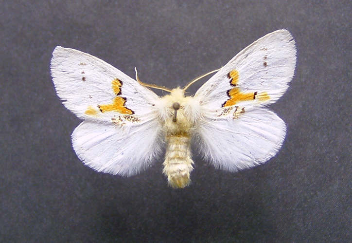 Leucodonta bicoloria.jpg © Dumi