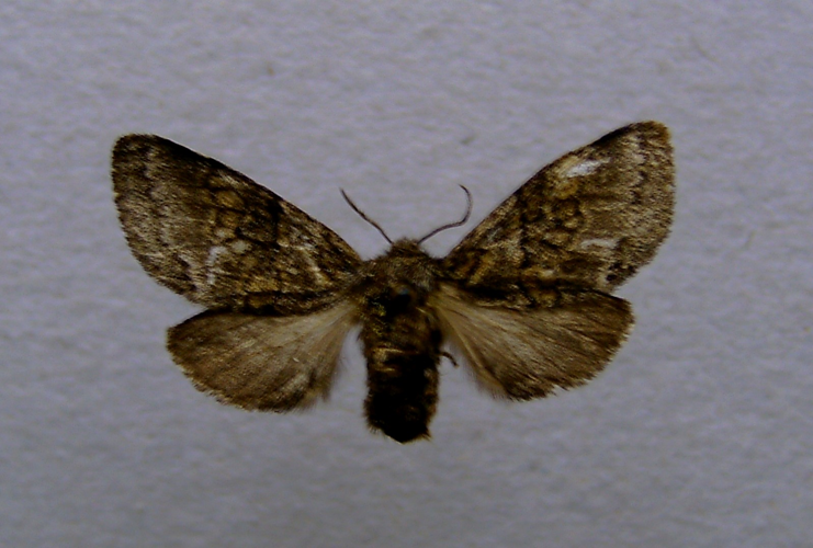 Gluphisia crenata.female.jpg © Dumi
