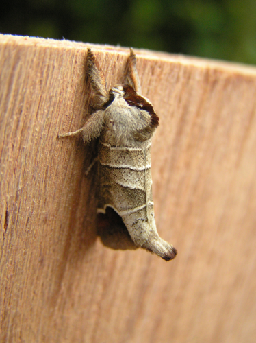 Clostera curtula.jpg © Fvlamoen