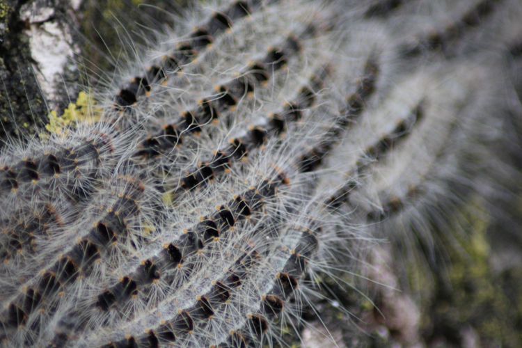 Thaumetopoea processionea, closeup.JPG © Kleuske