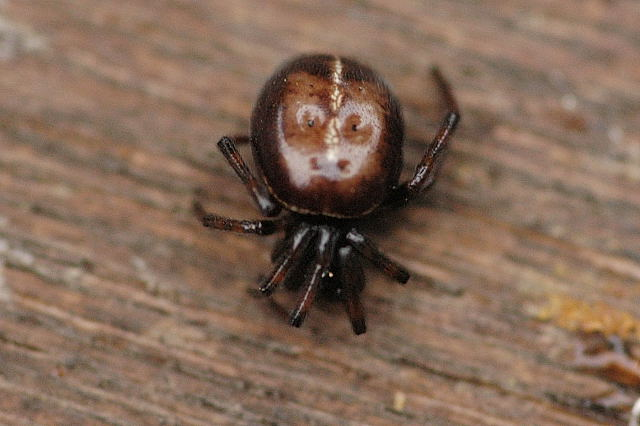 Steatoda.bipunctuata.female.jpg © James K. Lindsey
