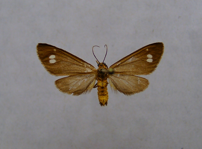 Dysauxes ancilla.jpg © Dumi